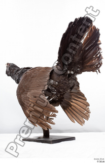 Western capercaillie whole body 0011.jpg